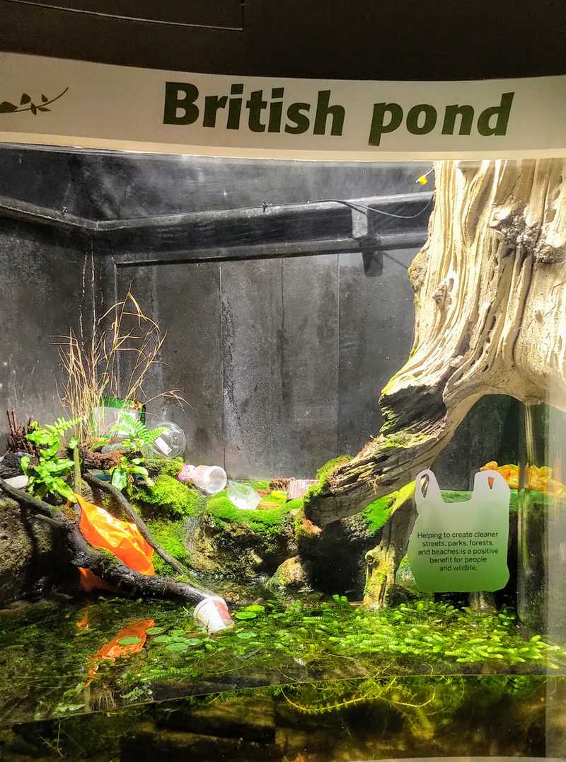 British Pond full of plastic at the Horniman Museum